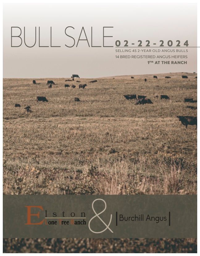 2024 Angus Bull Sale