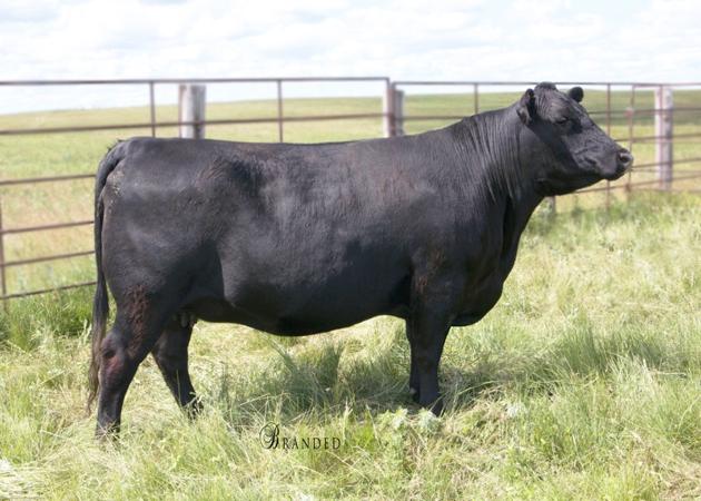 ELTR Beebe Queen 124