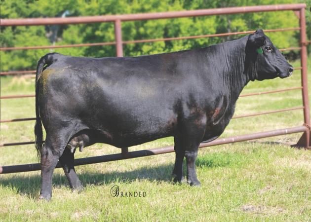 M Diamond Beebe Queen 697