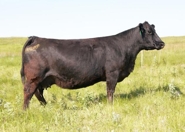 Marcys Evergreen 745