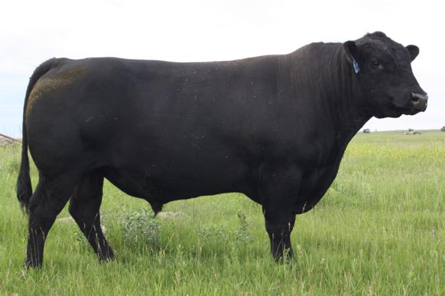 Cole Creek 1100 Automatic