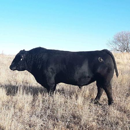 Cole Creek Tequila 131