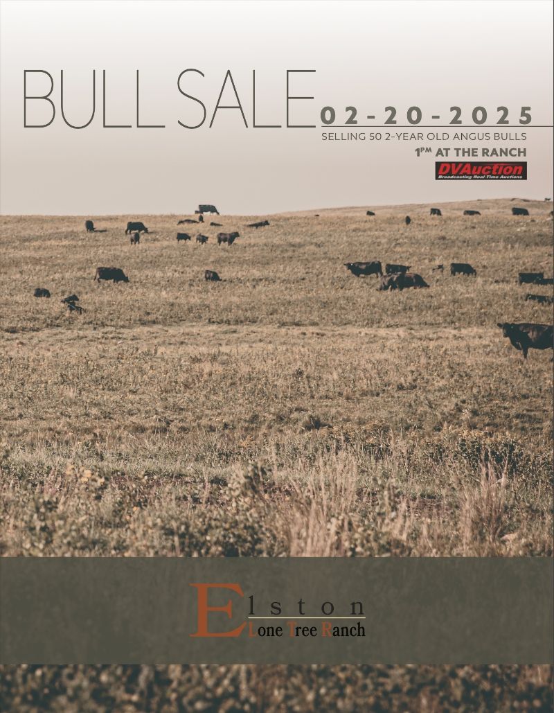 2025 Angus Bull Sale