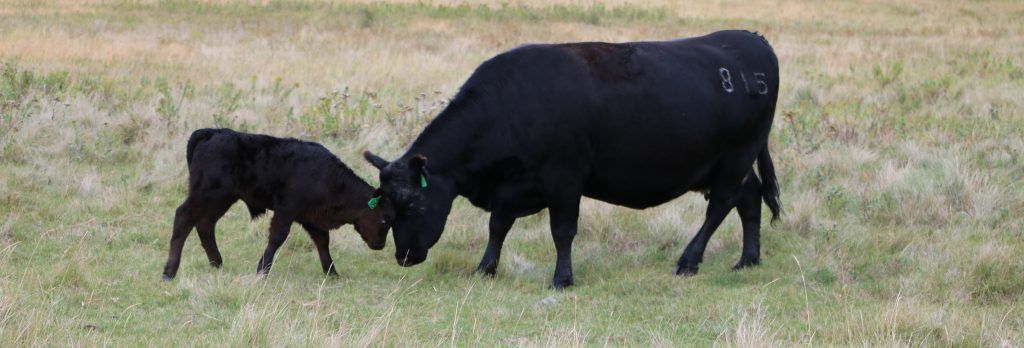 Cattle Photo