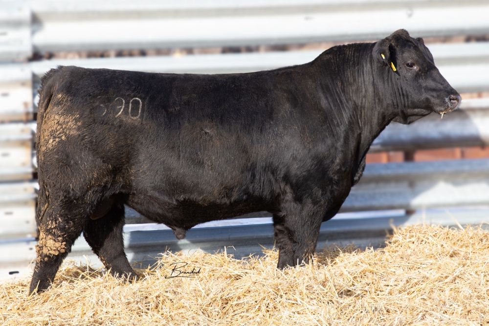 Lot 11