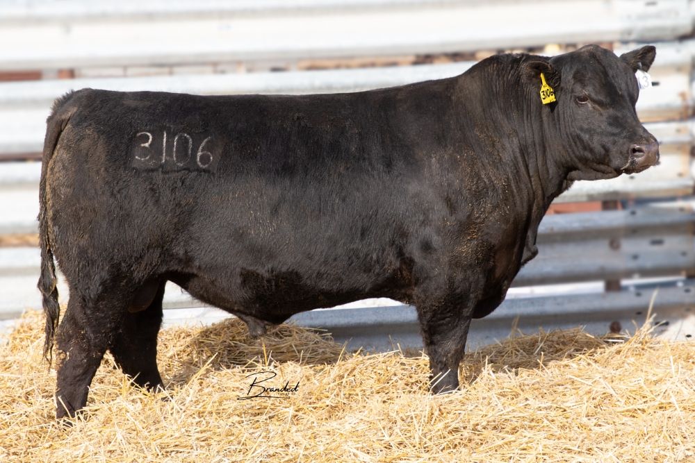 Lot 13