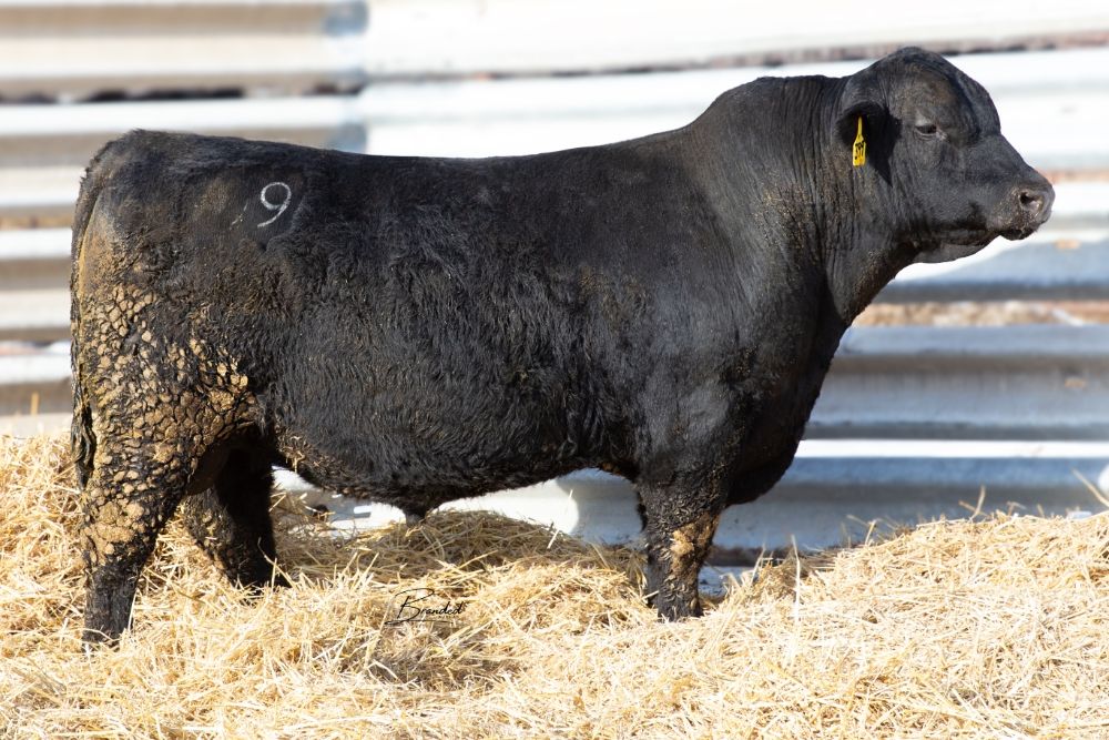 Lot 14