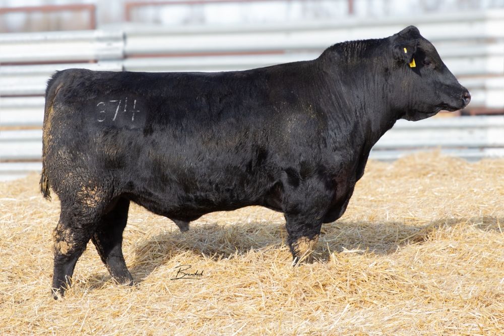 Lot 15