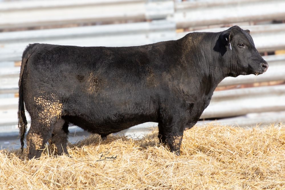 Lot 45