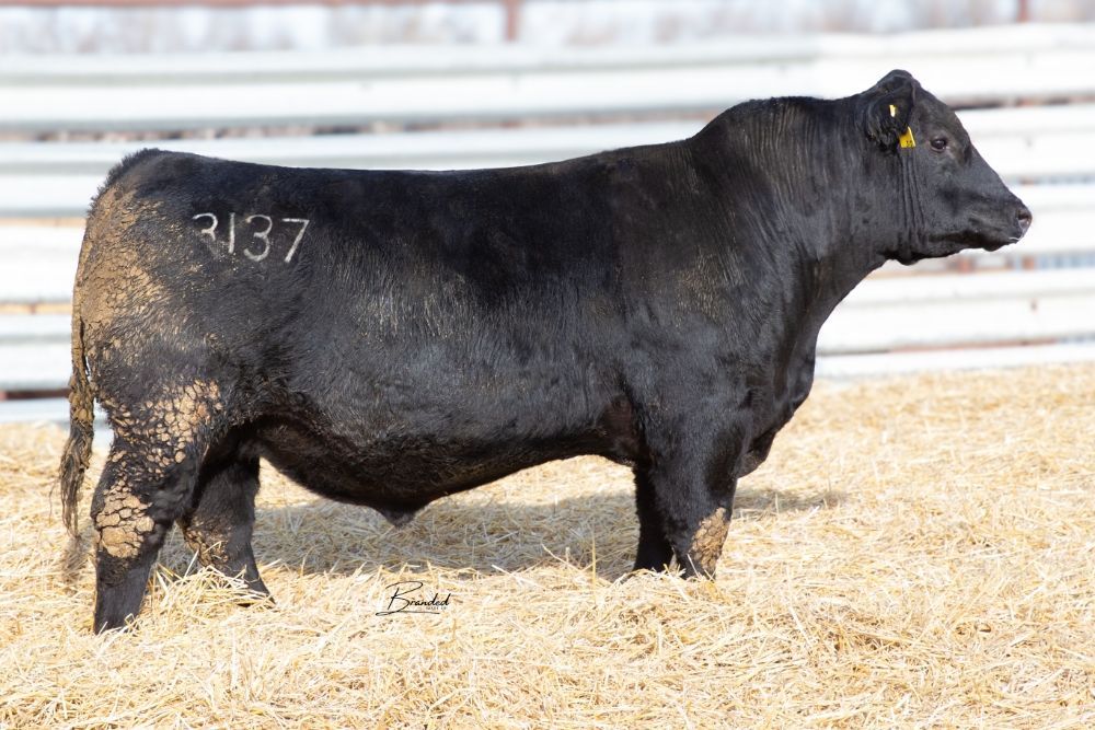 Lot 7